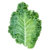 Jarmuż (kale)