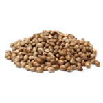 Białko z nasion konopi