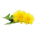 Korzeń mniszka lekarskiego