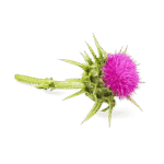 Owoce ostropestu plamistego