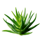Aloes